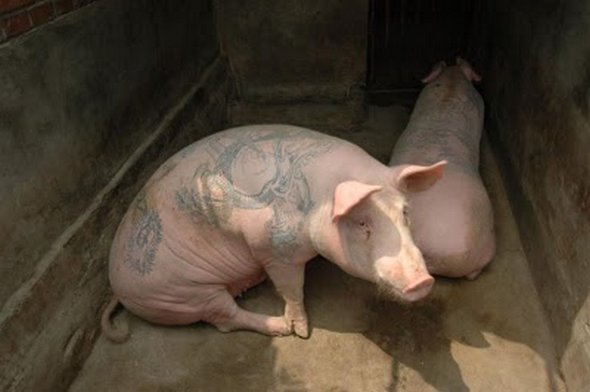 tattooed pigs 16 in Tattooed Pigs by Wim Delvoye 