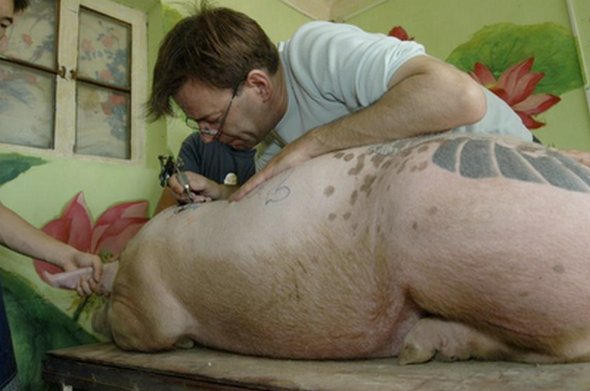 tattooed pigs 17 in Tattooed Pigs by Wim Delvoye 