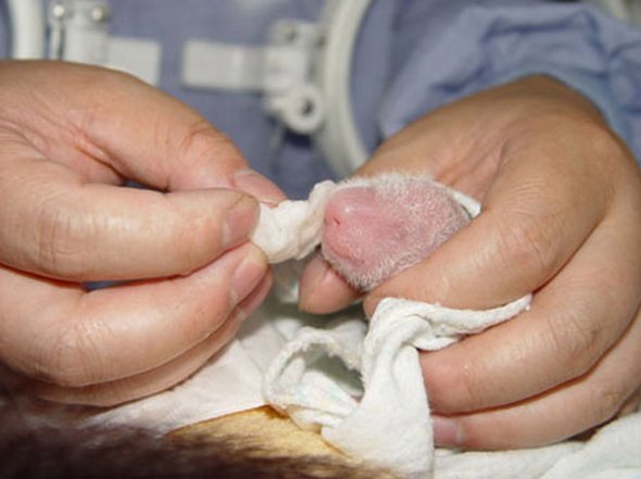 baby panda 02 in Amazing Photos of Baby Panda