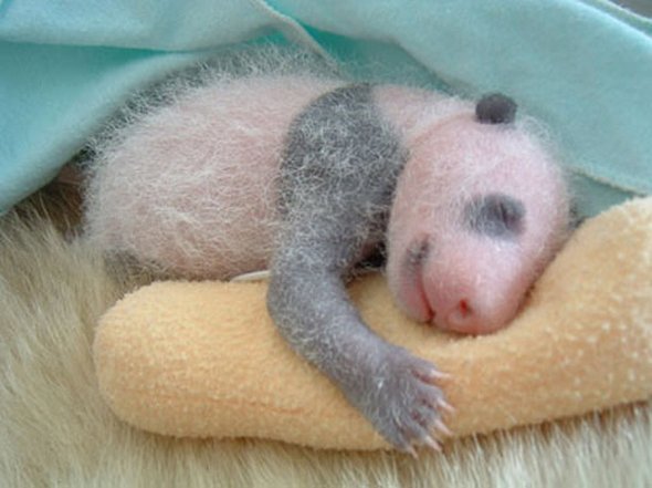baby panda 04 in Amazing Photos of Baby Panda