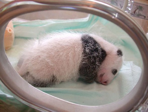 baby panda 05 in Amazing Photos of Baby Panda