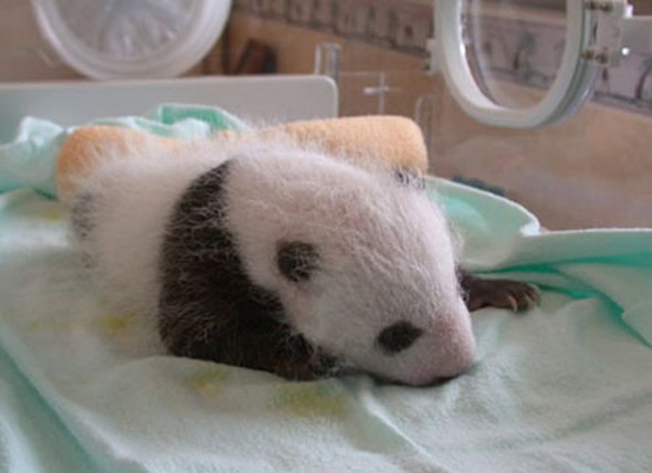 baby panda 06 in Amazing Photos of Baby Panda