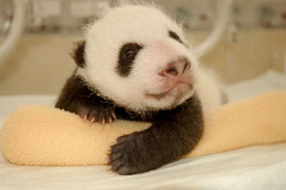 baby panda 07 in Amazing Photos of Baby Panda