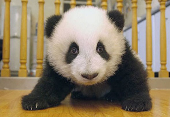 baby panda 08 in Amazing Photos of Baby Panda