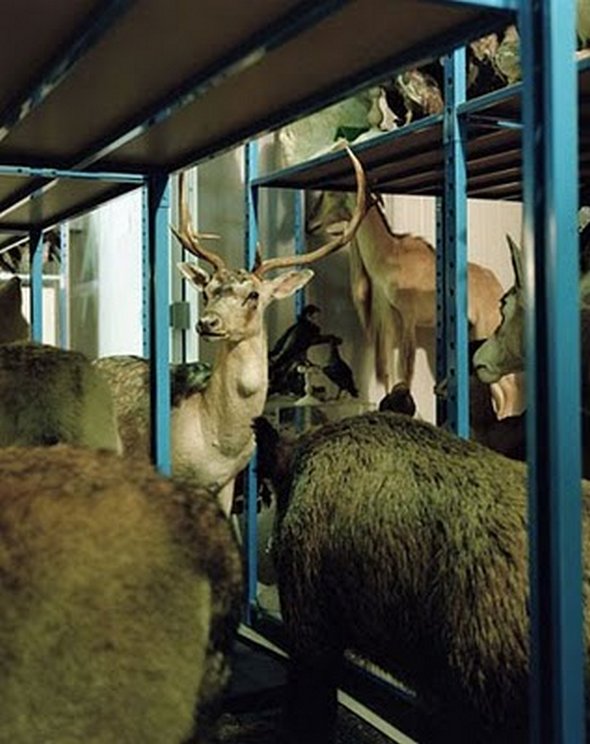 mounted life 03 in Stunning Taxidermy Photography of Mounted Life