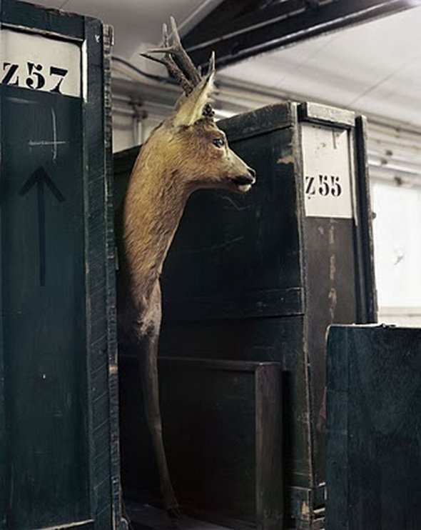 mounted life 14 in Stunning Taxidermy Photography of Mounted Life