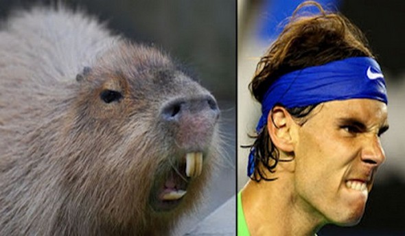 capybaras that look like rafael nadal 01 in Capybaras That Look Like Rafael Nadal