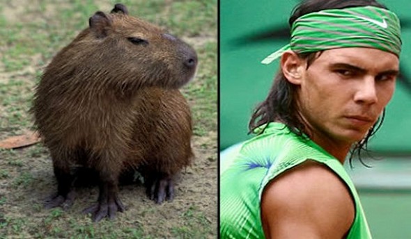 capybaras that look like rafael nadal 04 in Capybaras That Look Like Rafael Nadal