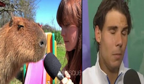 capybaras that look like rafael nadal 05 in Capybaras That Look Like Rafael Nadal