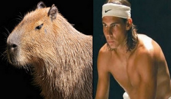 capybaras that look like rafael nadal 06 in Capybaras That Look Like Rafael Nadal