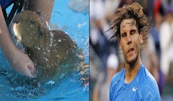 capybaras that look like rafael nadal 07 in Capybaras That Look Like Rafael Nadal