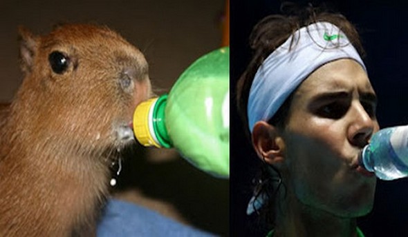 capybaras that look like rafael nadal 09 in Capybaras That Look Like Rafael Nadal