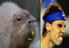 Capybaras That Look Like Rafael Nadal