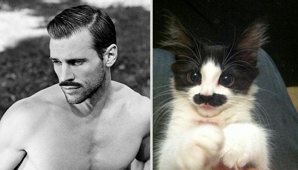 10 diptychs of hot guys and kittens 01 in Handsome Studs or Tame Kittens?!