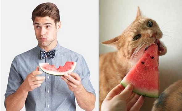 10 diptychs of hot guys and kittens 03 in Handsome Studs or Tame Kittens?!