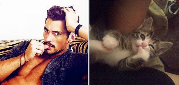 10 diptychs of hot guys and kittens 04 in Handsome Studs or Tame Kittens?!