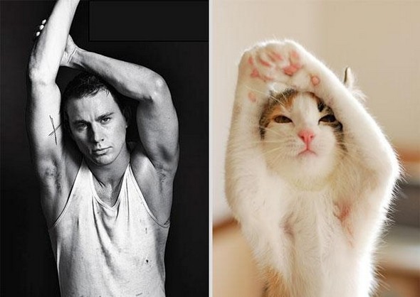 10 diptychs of hot guys and kittens 06 in Handsome Studs or Tame Kittens?!