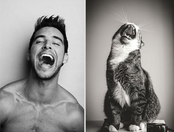 10 diptychs of hot guys and kittens 09 in Handsome Studs or Tame Kittens?!