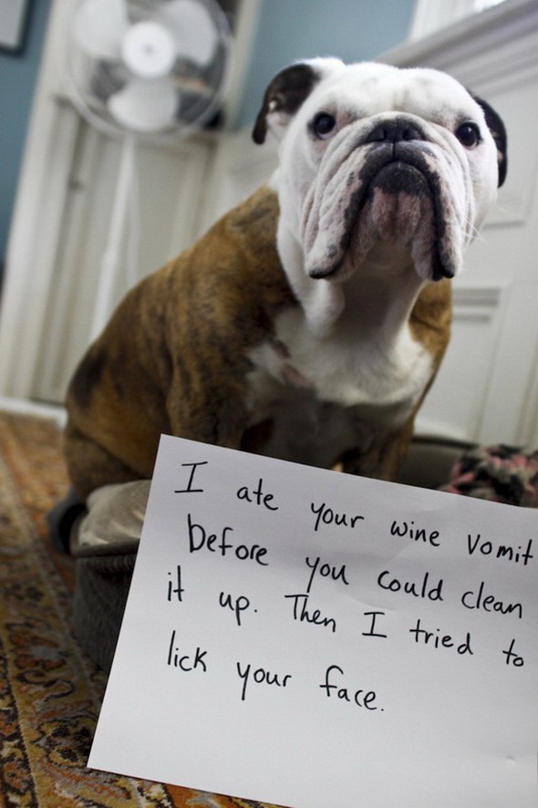 interesting dogs with messages 05 in Find Out About Top 10 Funny Messages Dog Has For You
