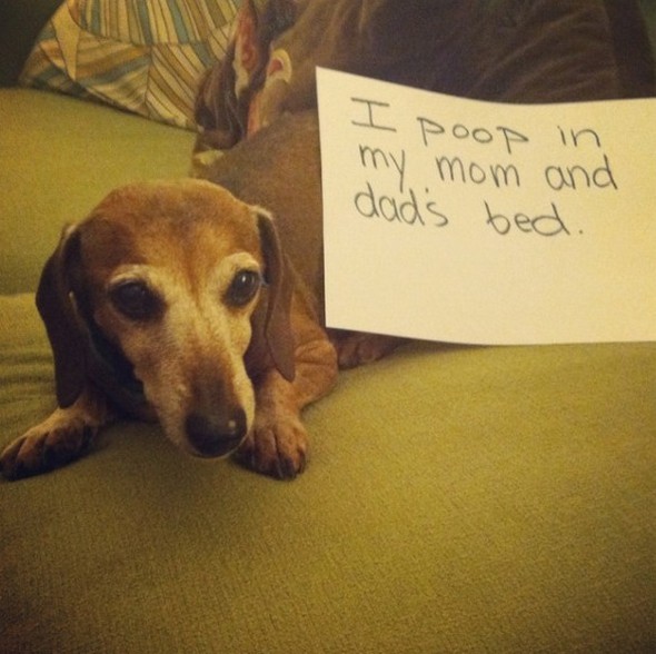 interesting dogs with messages 06 in Find Out About Top 10 Funny Messages Dog Has For You