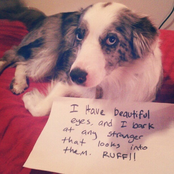 interesting dogs with messages 07 in Find Out About Top 10 Funny Messages Dog Has For You