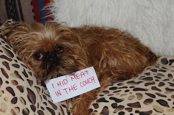 interesting dogs with messages 10 in Find Out About Top 10 Funny Messages Dog Has For You