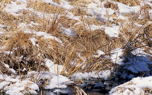 can you find the hidden animals in these 10 wildlife photos 09 in Can You Find the Hidden Animals In These 10 Wildlife Photos?