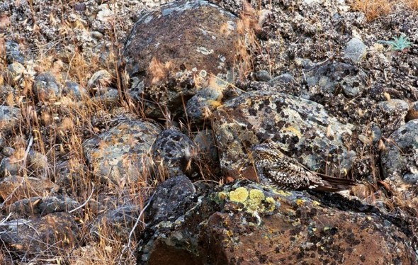 can you find the hidden animals in these 10 wildlife photos 10 in Can You Find the Hidden Animals In These 10 Wildlife Photos?