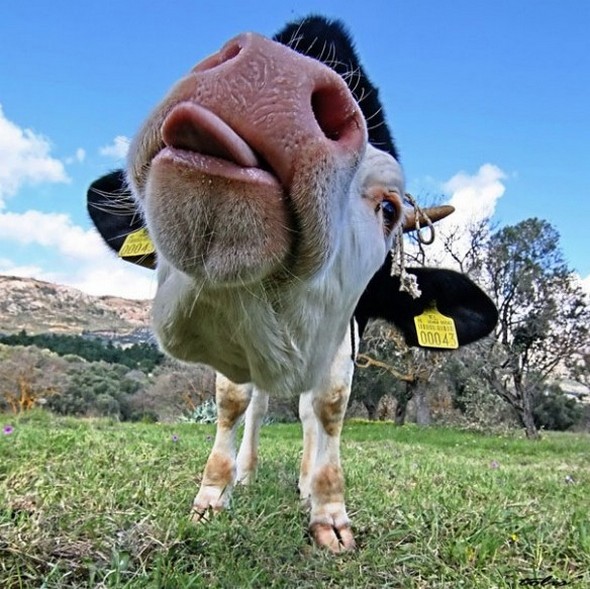 funny face closeup pictures of animals 04 in Funny Closeup Pictures Of Animals