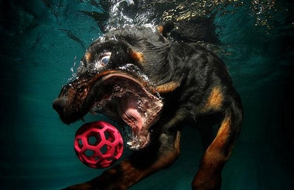 underwater dogs by seth casteel 01 in Underwater Dogs by Seth Casteel