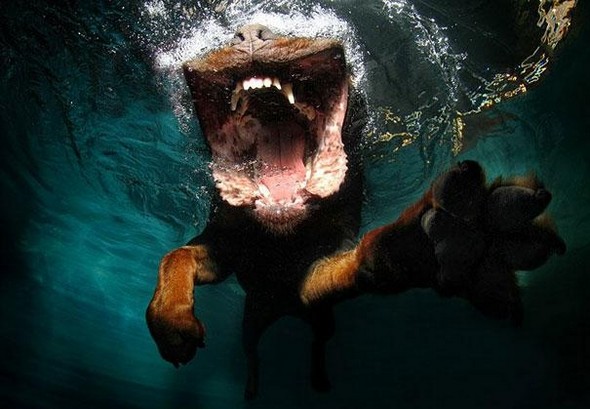 underwater dogs by seth casteel 02 in Underwater Dogs by Seth Casteel