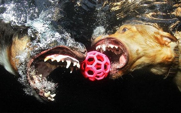 underwater dogs by seth casteel 04 in Underwater Dogs by Seth Casteel