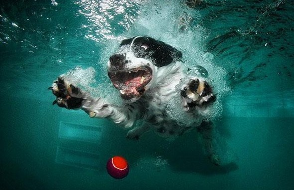 underwater dogs by seth casteel 05 in Underwater Dogs by Seth Casteel