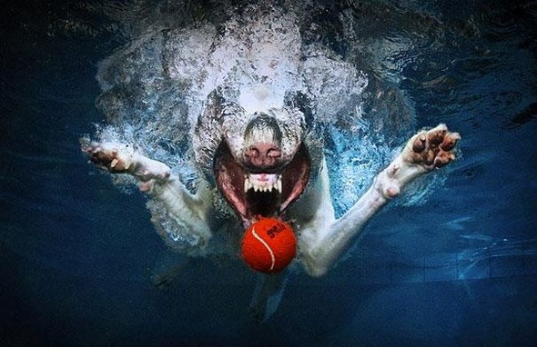underwater dogs by seth casteel 06 in Underwater Dogs by Seth Casteel