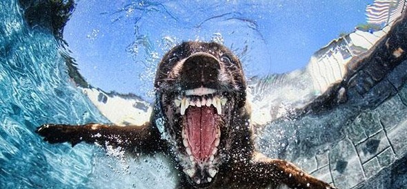 underwater dogs by seth casteel 07 in Underwater Dogs by Seth Casteel