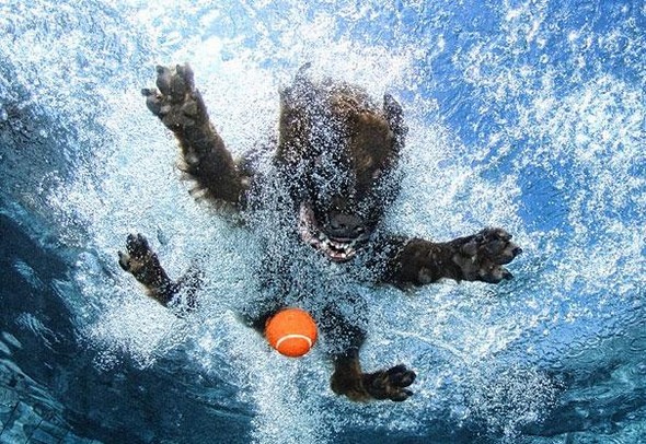 underwater dogs by seth casteel 08 in Underwater Dogs by Seth Casteel