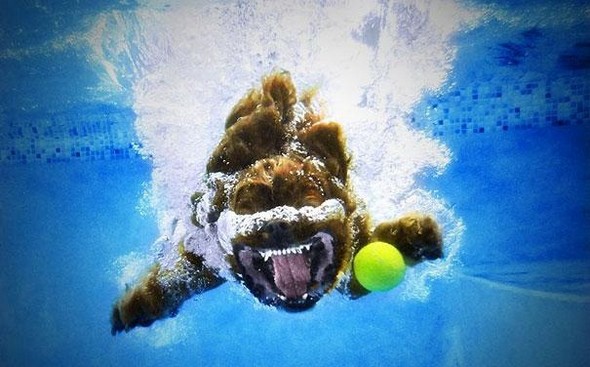underwater dogs by seth casteel 09 in Underwater Dogs by Seth Casteel