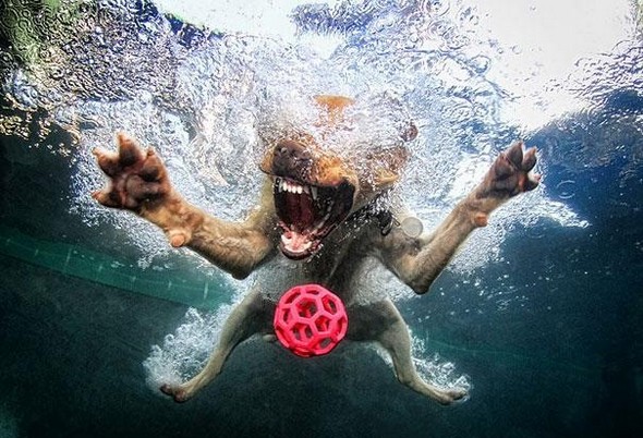 underwater dogs by seth casteel 10 in Underwater Dogs by Seth Casteel